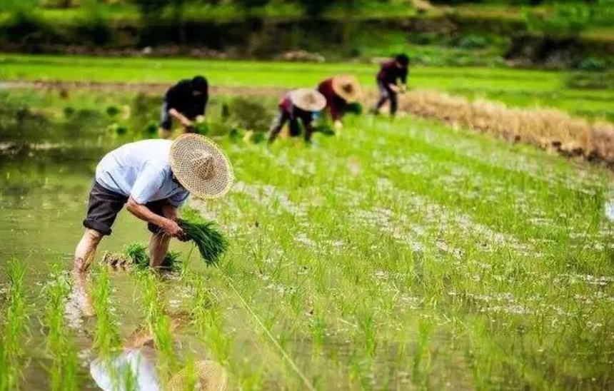 6.6【毓·文化】芒种丨泽草所生，种之芒种792.jpg